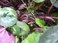 P1010260.webp