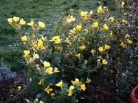nchtkrzDez15.webp