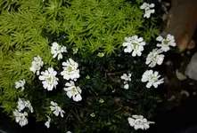 schlfnblmDez15.webp