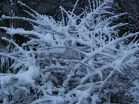 BILD4786.webp