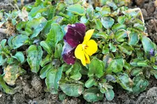 DSCF4937 (2).webp