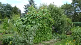 DSC00342.webp