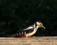 specht abends+++.webp