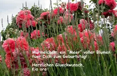 Copy of IMG_7707.webp