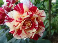006.webp