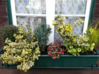 2016-01-02   Fensterkasten mit Gaultheria.webp