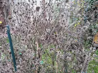 2016-01-02 Winterfutter Edeldistel.webp