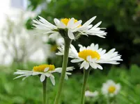 IMG_5285v.webp