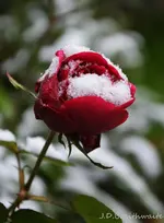 DSC_6246.webp
