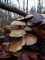 P1010436.webp