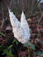 P1010441.webp