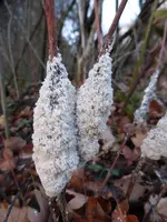 P1010443.webp