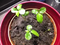 DSCF9271.webp
