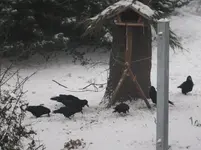 DSCF9276.webp