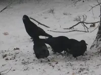 DSCF9280.webp