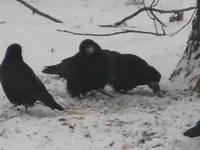 DSCF9282.webp