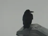 DSCF9290.webp