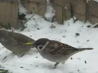 DSCF9294.webp