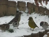 DSCF9296.webp
