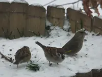 DSCF9297.webp