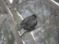 DSCF9355.webp