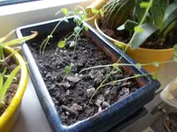 DSCN0039.webp
