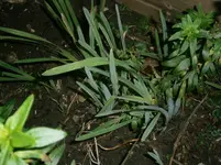 P1051010.webp