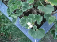 P1051015.webp