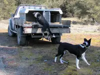 b23.3.2015 - 3.Tag Kaikoura SA, Seal Puppies,Clarence Valley, Cheviot Gorse Bay (174) v.webp