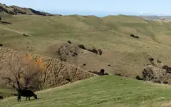 e23.3.2015 - 3.Tag Kaikoura SA, Seal Puppies,Clarence Valley, Cheviot Gorse Bay (101) v.webp