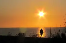 SA23.3.2015 - 3.Tag Kaikoura SA, Seal Puppies,Clarence Valley, Cheviot Gorse Bay (58)v.webp