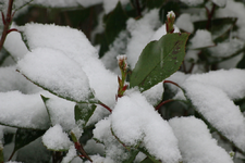 Busch_Red Robin_new shoots_Austriebe_Schnee_Winter_1000.webp