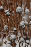 Echinacae_alte Blüten_Schnee_Winter_still life_900.JPG