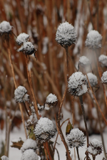 Echinacae_alte Blüten_Schnee_Winter_still life_900.webp