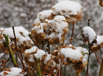 Hortensie_Schnee_still life2_900.JPG