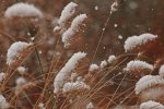 Lampenputzer_Schnee_Flocken_still life_900.JPG