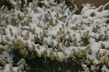 Winter_Heide_Schnee_still life_900.JPG
