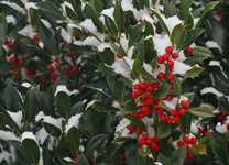 Ilex_grün_rot_weiss_Schnee_still life_700.webp