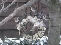 DSCF9412.webp