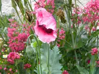 DSCN9122.webp