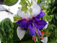 Deep Purple.webp