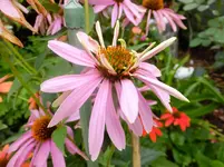 DSCF9044.webp
