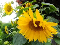 DSCF9103.webp