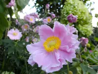 DSCF9107.webp