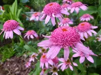 DSCF9114.webp
