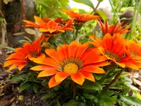 DSCF9118.webp