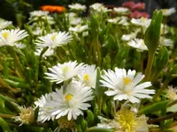 DSCF9113.webp
