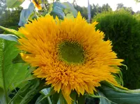 DSCF9115.webp