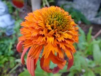 DSCF9141.webp