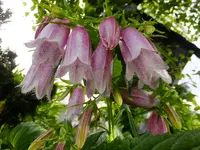 DSCF9140.webp